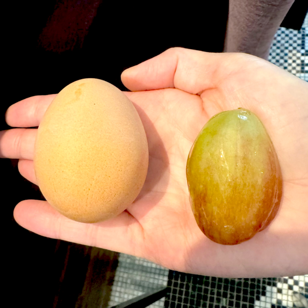 Violet King 糖果葡萄<br> 175年山梨縣葡萄園直送