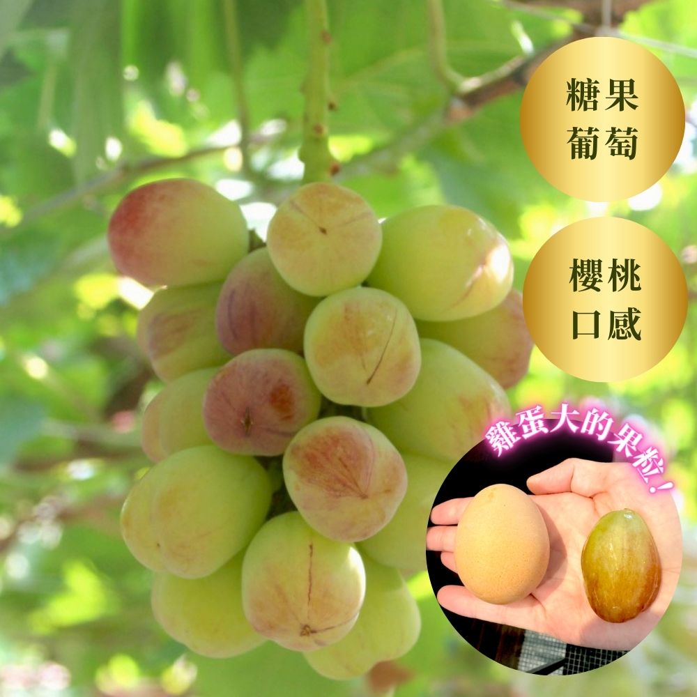 Violet King 糖果葡萄 175年山梨縣葡萄園直送