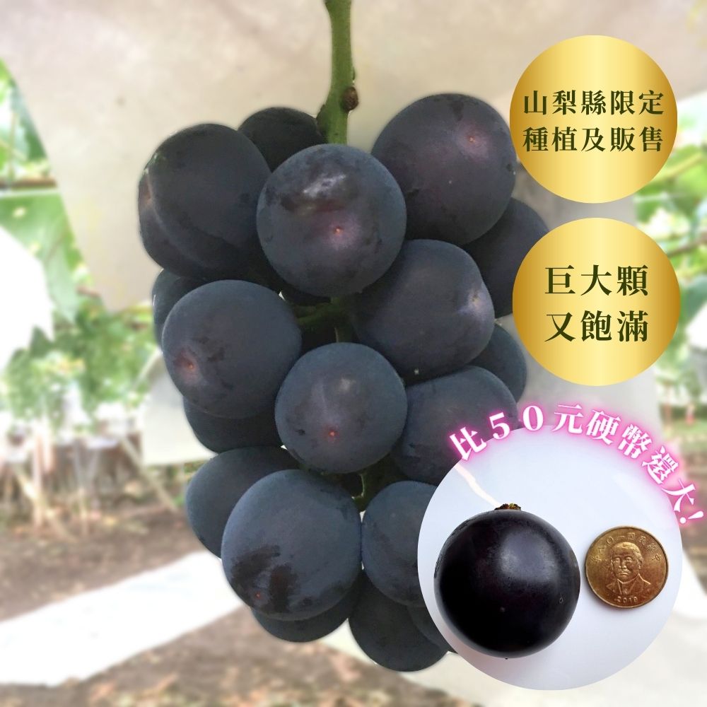 Kai King 凱王葡萄  175年山梨縣葡萄園直送