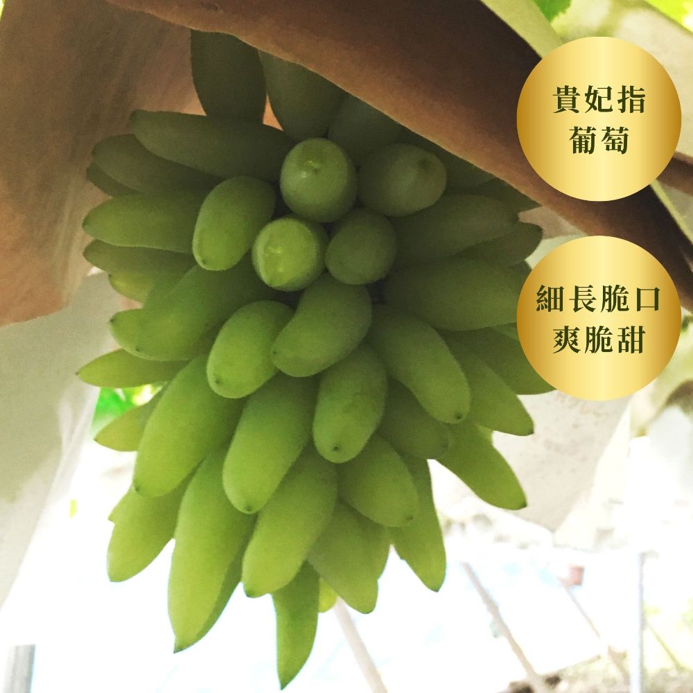 Lady Finger 貴妃指葡萄 <br>175年山梨縣葡萄園直送