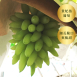 Lady Finger 貴妃指葡萄 <br>175年山梨縣葡萄園直送
