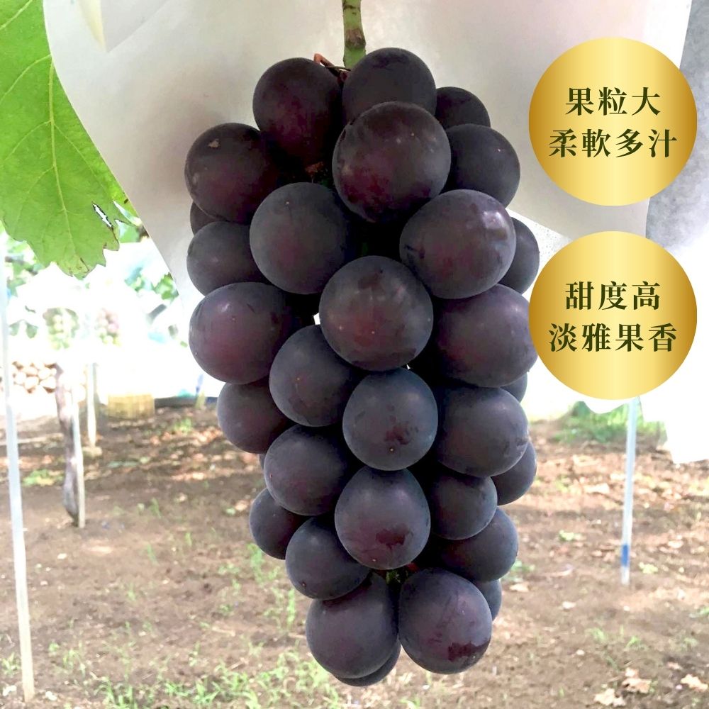 Fuji Minori 藤稔葡萄<br>175年山梨縣葡萄園直送