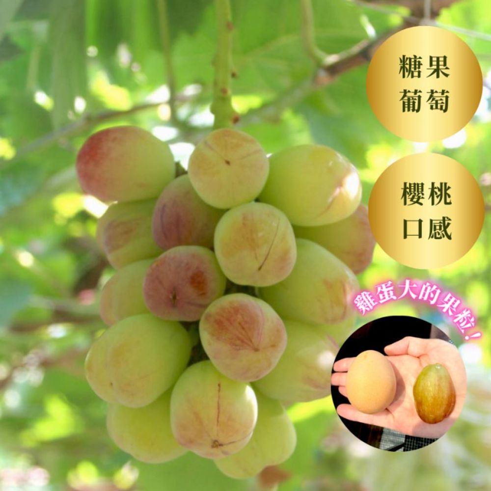 Violet King 糖果葡萄<br> 175年山梨縣葡萄園直送