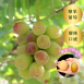 Violet King 糖果葡萄<br> 175年山梨縣葡萄園直送