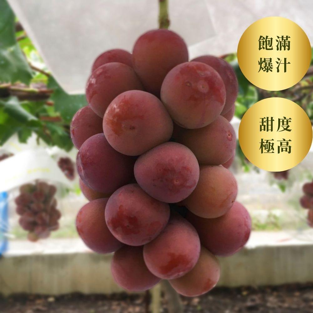 Queen Nina 妮娜皇后 <br>175年山梨縣直送
