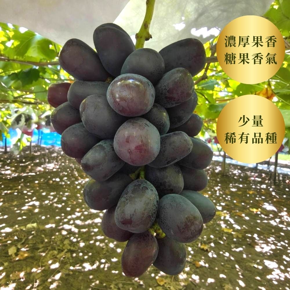 Fuji no Kagayaki 富士之輝  175年山梨縣葡萄園直送