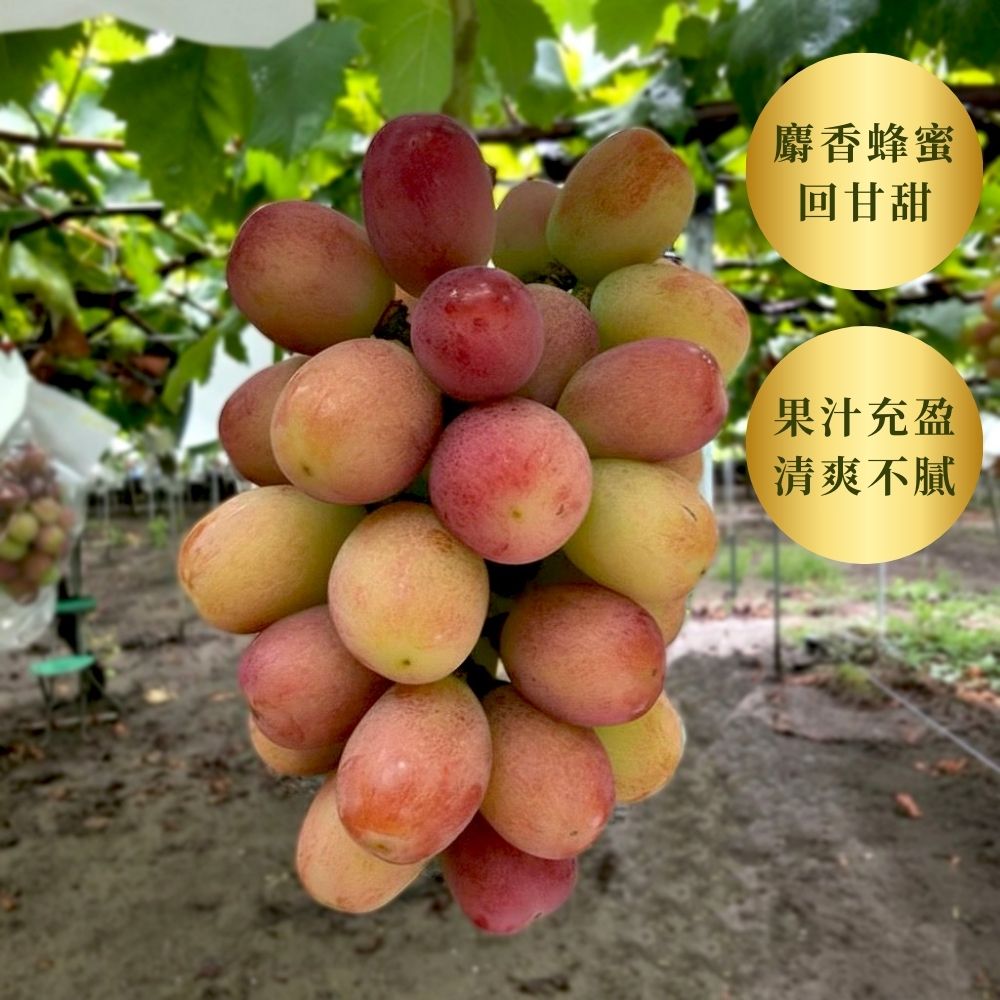 Sunshine Red 陽光紅麝香  175年山梨縣葡萄園直送