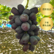 Fuji no Kagayaki 富士之輝 176年山梨縣葡萄園直送