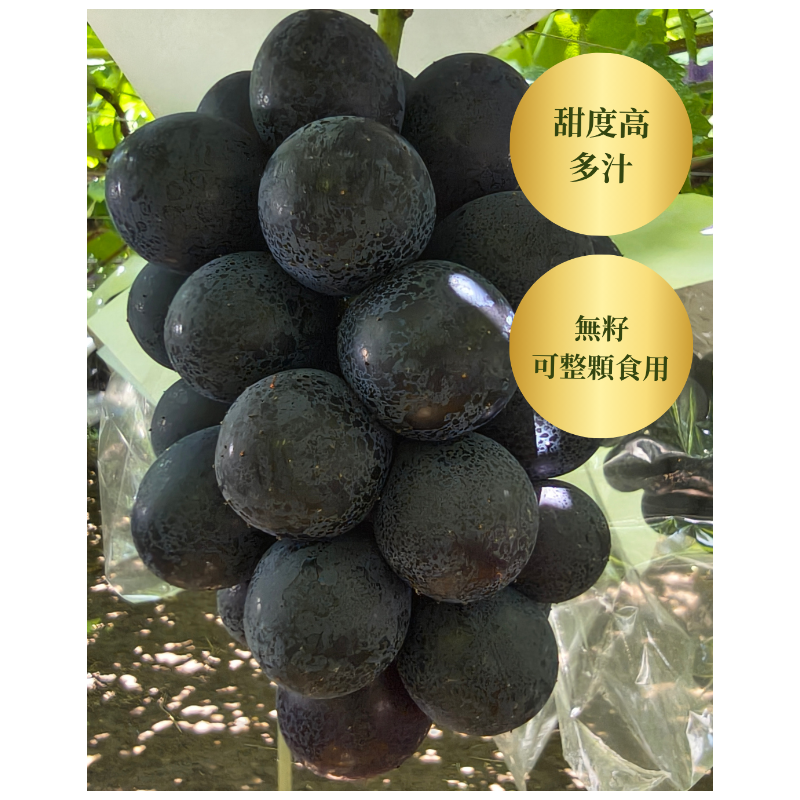 Nagano Purple 長野紫葡萄  176年山梨縣葡萄園直送