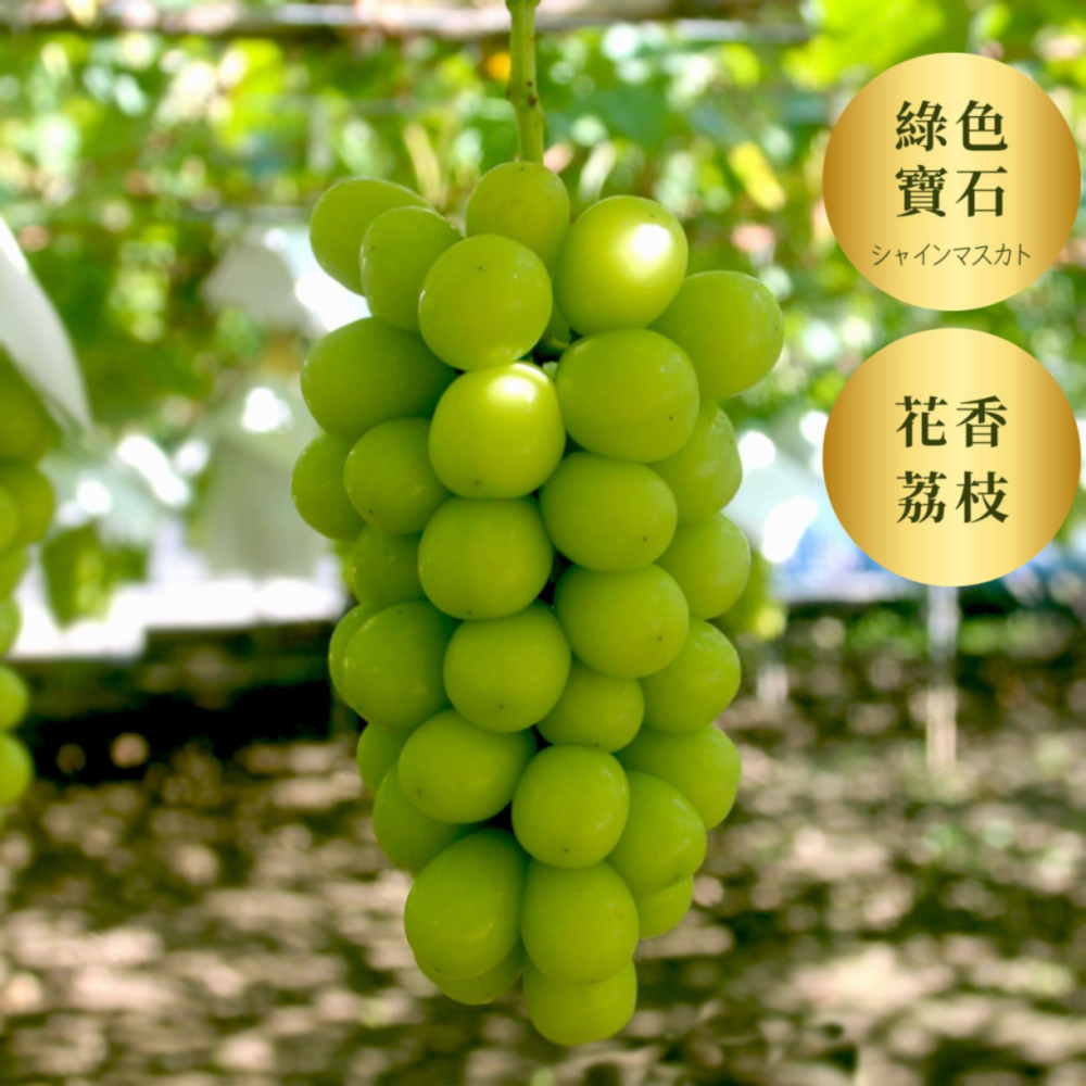 Shine Muscat 麝香葡萄<br>175年山梨縣葡萄園直送