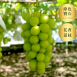 Shine Muscat 麝香葡萄<br>175年山梨縣葡萄園直送