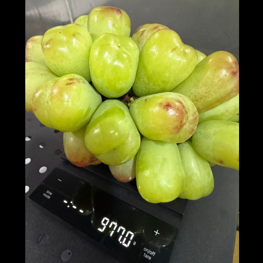 Violet King 糖果葡萄 176年山梨縣葡萄園直送