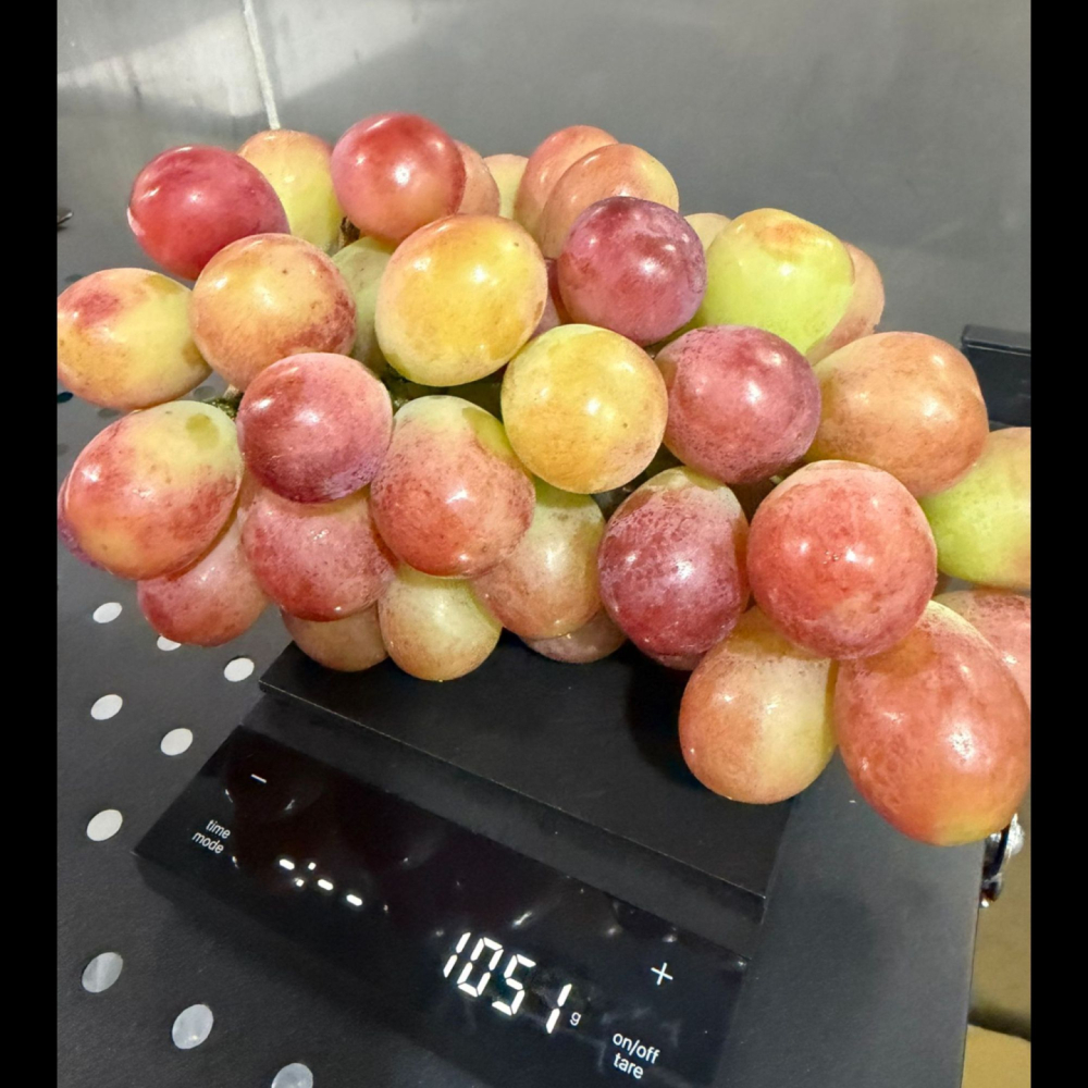Sunshine Red 陽光紅麝香 176年山梨縣葡萄園直送