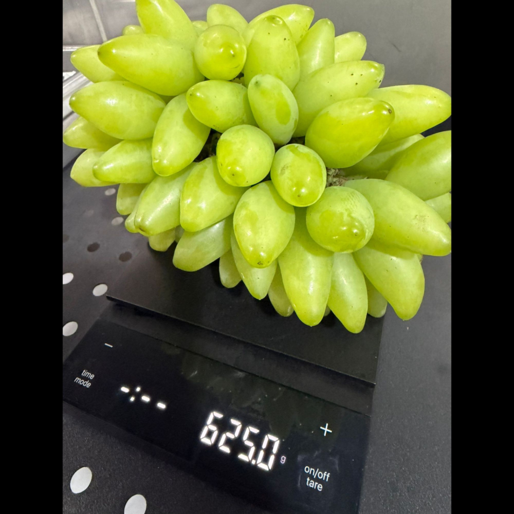 Lady Finger 貴妃指葡萄 176年山梨縣葡萄園直送