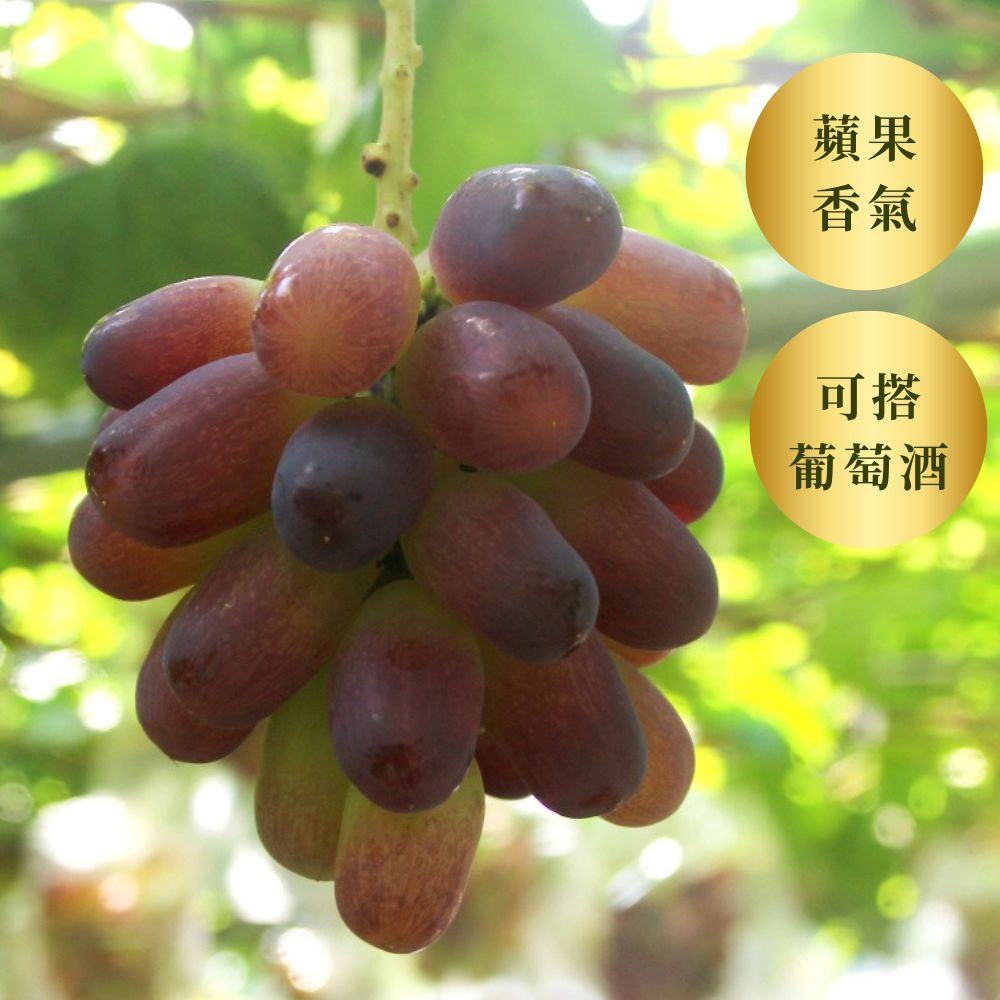 Wink  魏可葡萄<br>175年山梨縣葡萄園直送 (售完)