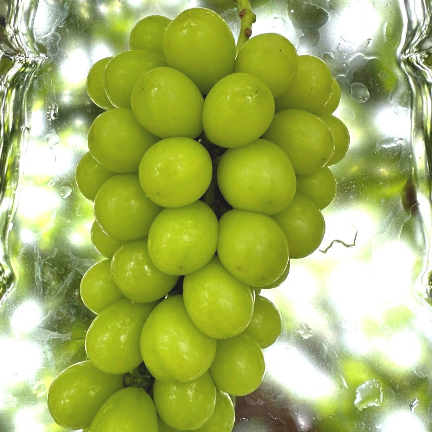 Shine Muscat