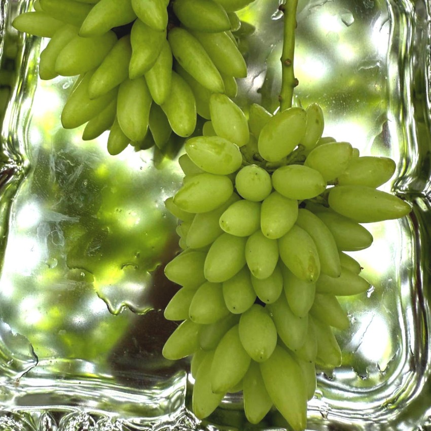 Shine Muscat
