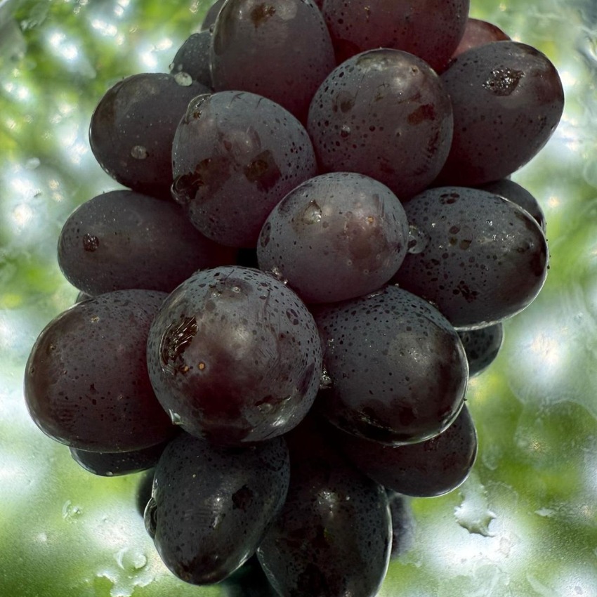 Shine Muscat