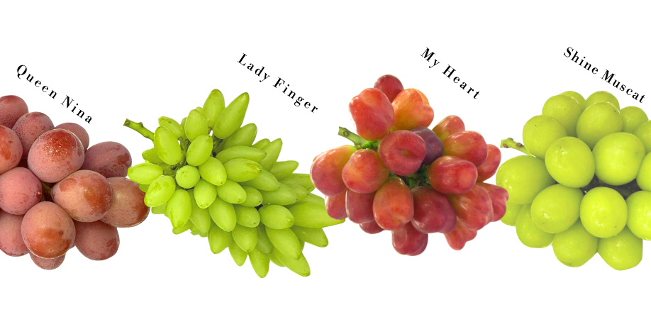 麝香葡萄